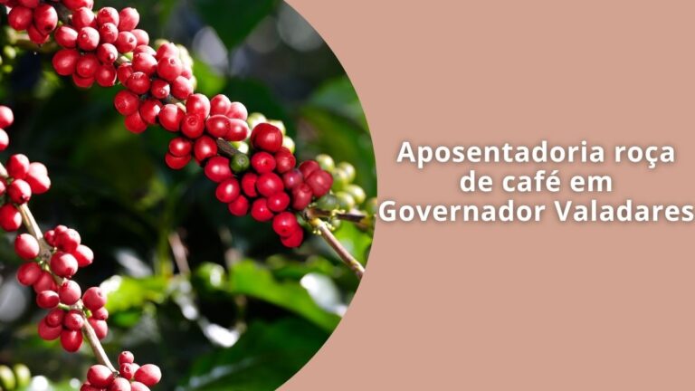 Aposentadoria roça de café em Governador Valadares